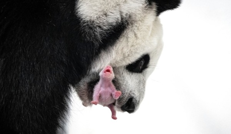 Родившийся в РФ детеныш большой панды открыл глаза