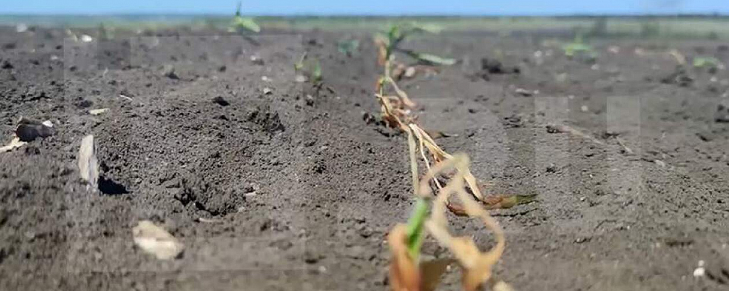 В российском регионе из-за мороза погиб урожай