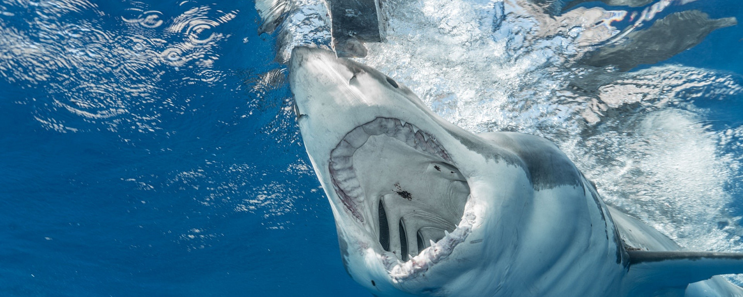 Нападение акулы на человека: почему это происходит и как часто случается?